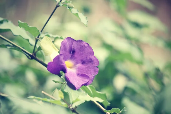 Flores púrpuras —  Fotos de Stock