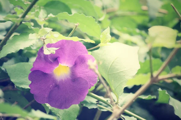 Bunga ungu — Stok Foto
