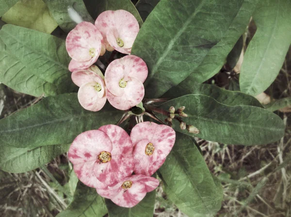 Euphorbia milii - fiore rosso — Foto Stock