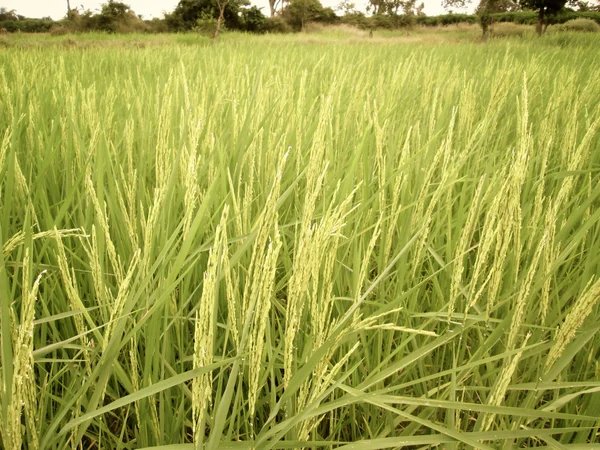 Campo di riso — Foto Stock