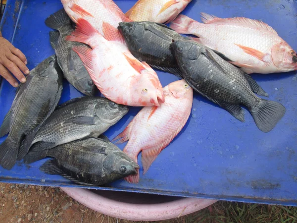 Frischer Fisch — Stockfoto