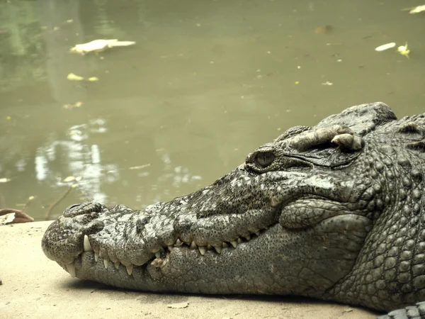 Crocodile — Stock Photo, Image