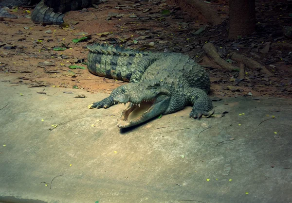 Crocodile — Photo