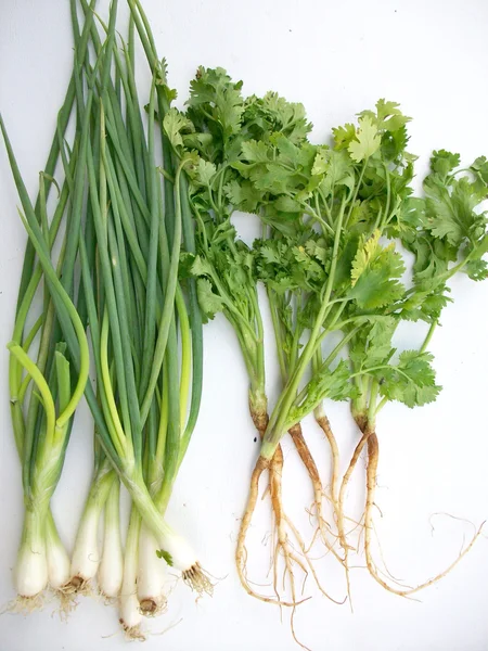 Coriander and spring onions — Stock Photo, Image