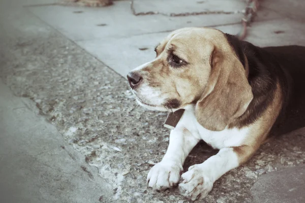 Perro buscando — Foto de Stock