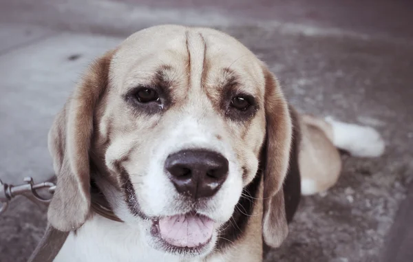 Hond op zoek — Stockfoto