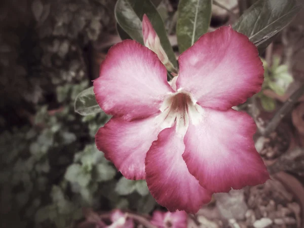 Impala lily adenium - pink flowers — Stock Photo, Image