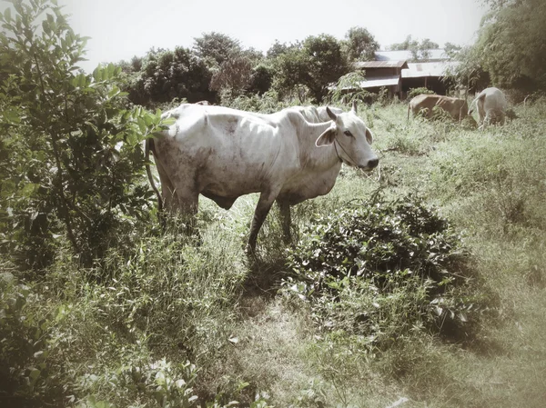 Inek ve kırsal alanda öküz — Stok fotoğraf