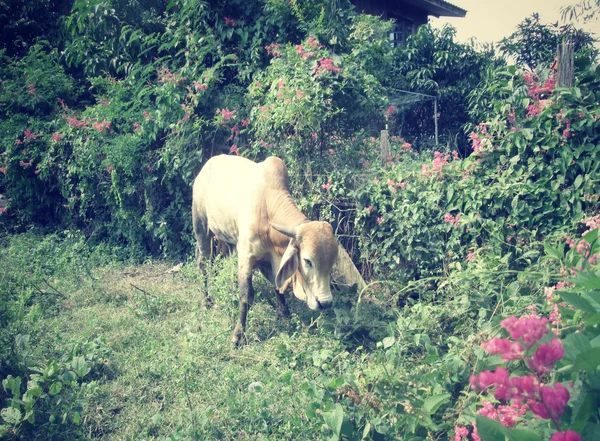Krávy a býka ve venkovských — Stock fotografie