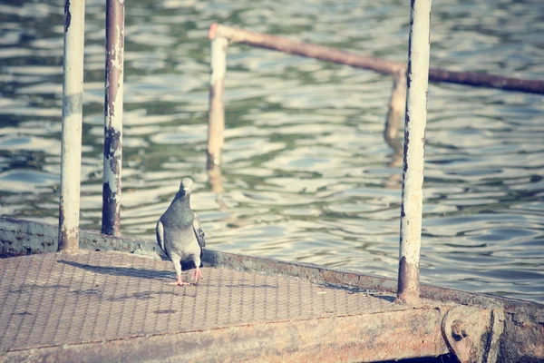 Taubenvogel. — Stockfoto