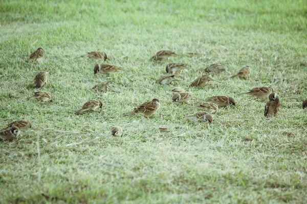 Sparrows — Stock Photo, Image