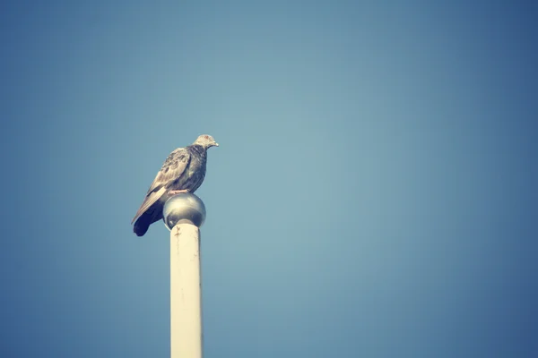 Pigeon bird. — Stock Photo, Image