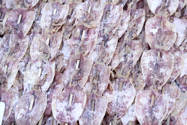 Calamari secchi . — Foto Stock