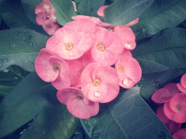 Euphorbia milii - flor roja — Foto de Stock