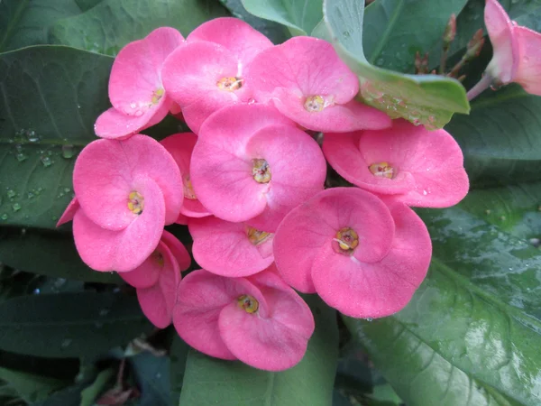 Euphorbia milii - red flower — Stock Photo, Image