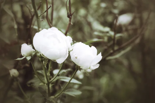 Witte rozen — Stockfoto