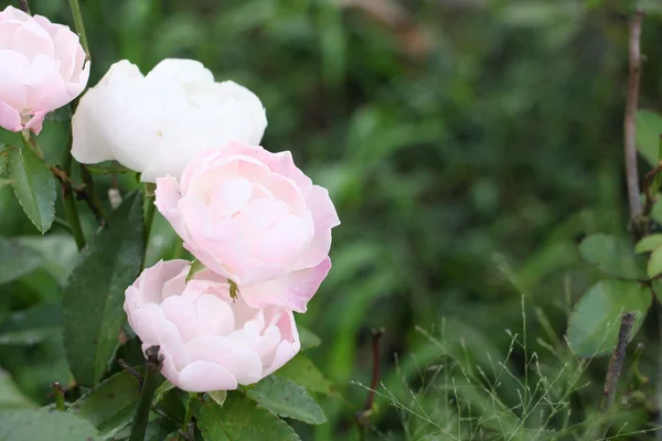 Rose bianche — Foto Stock