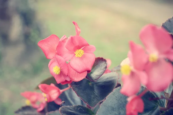 Rosa blommor — Stockfoto