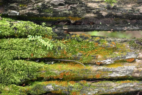 Зелений мох на дереві — стокове фото