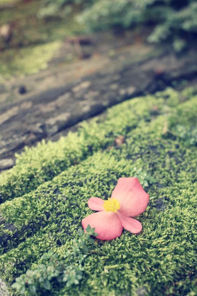 Rosa blomma på moss — Stockfoto