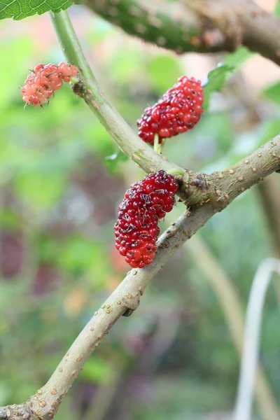 Maulbeerfrucht im Garten — Stockfoto