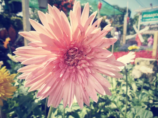 Gerbera blommor — Stockfoto