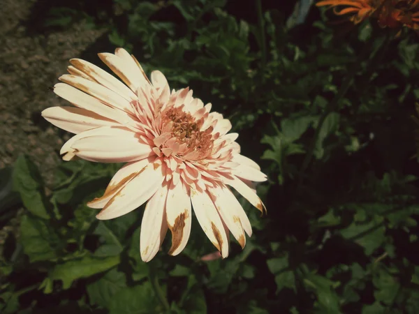 Gerbera flowers — Stock Photo, Image