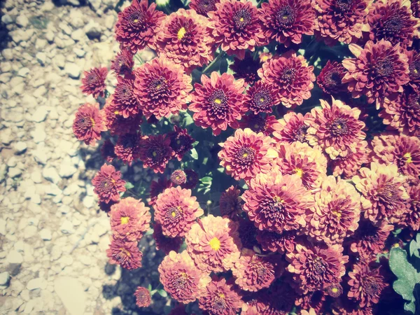 Fleurs de marguerite rouge — Photo