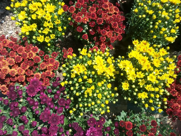 다채로운 데이지 꽃 — 스톡 사진