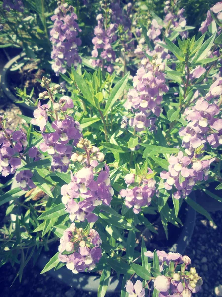 Lila salvia blommor — Stockfoto