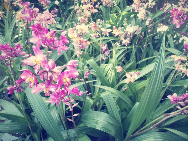 Vintage orkide çiçek — Stok fotoğraf
