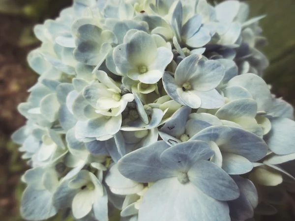 Hortensior blommor — Stockfoto