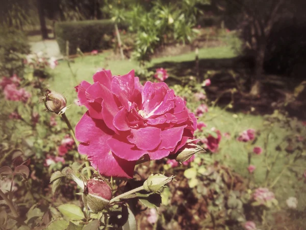 Vintage roses — Stock Photo, Image