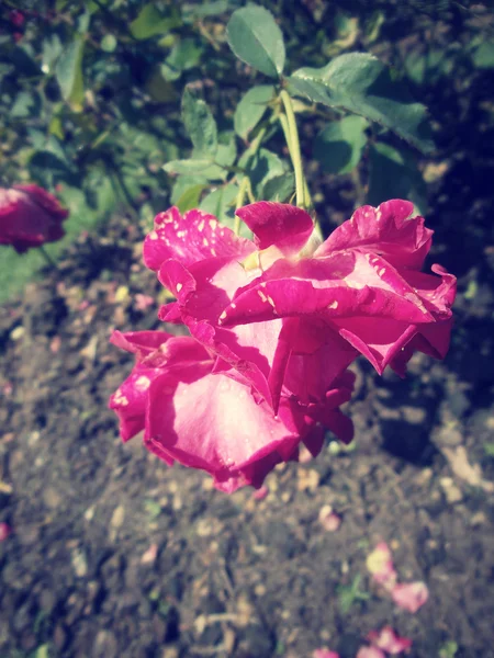 Vintage roses — Stock Photo, Image