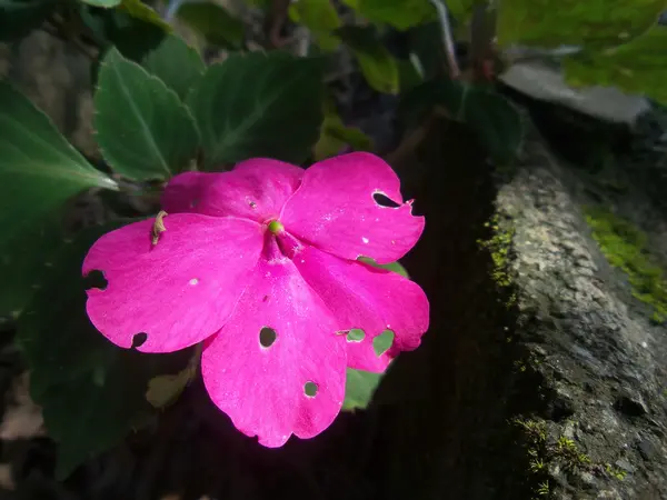 핑크 야채 꽃 — 스톡 사진