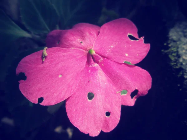 Rosa petunior blomma — Stockfoto