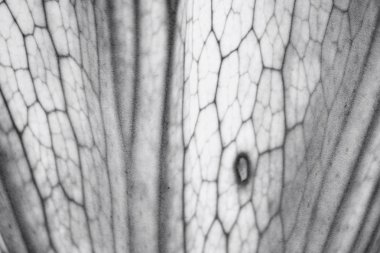 Eğreltiotu Yaprağı