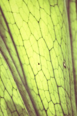 Eğreltiotu Yaprağı