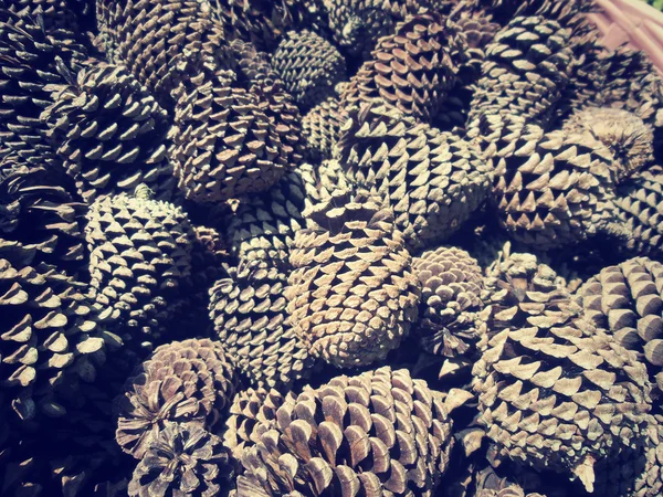 Pine cone — Stock Photo, Image