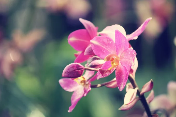 Vintage orchid bloemen — Stockfoto