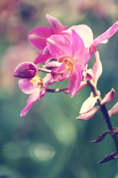 빈티지 난초 꽃 — 스톡 사진