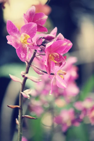 ヴィンテージの蘭の花 — ストック写真