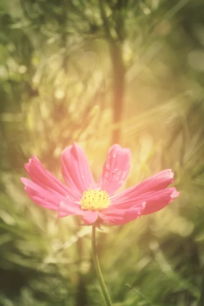 Kwiat różowy kosmos — Zdjęcie stockowe