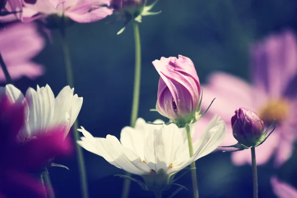 Campo de flor de cosmos rosa — Foto de Stock