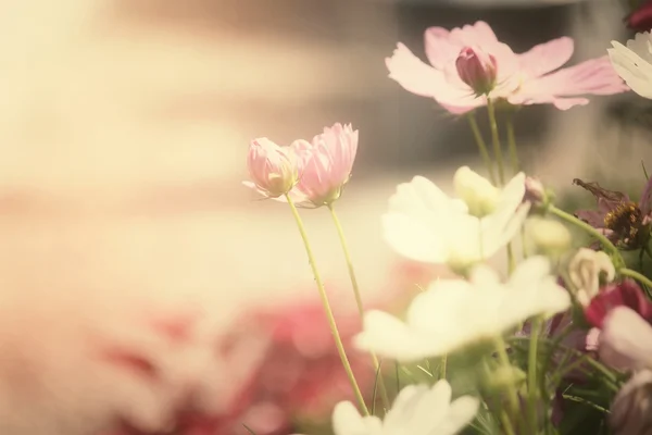 ピンクのコスモスの花のフィールド — ストック写真