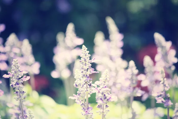 Flores de salvia púrpura — Foto de Stock