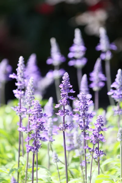 Purple salvia flowers — Stock Photo, Image