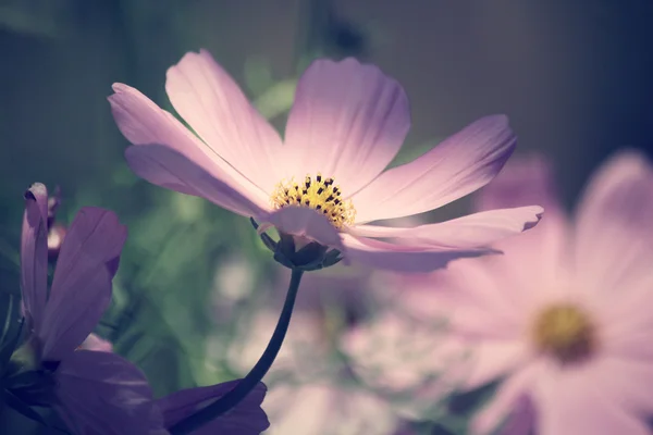 Růžové květy kosmu — Stock fotografie