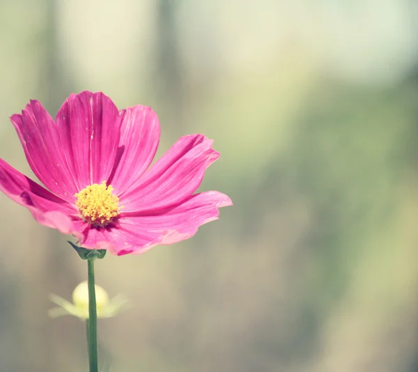 Flores cosmos rosa — Fotografia de Stock