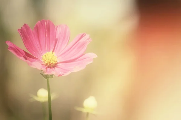 Pembe kozmos çiçekleri — Stok fotoğraf